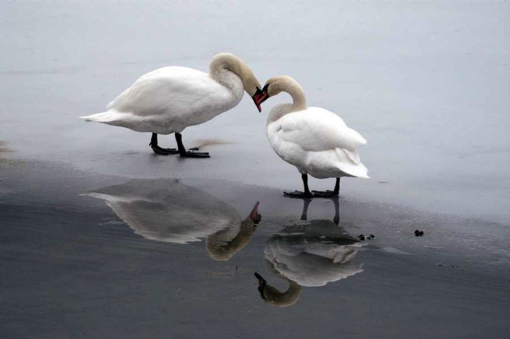 Nom de l'image : D1104727-nef-01_(c)Norbert-JUNG — Description :